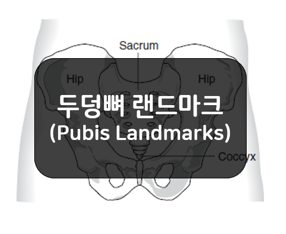 볼기뼈 랜드마크 3부(Innominate, Hip Bone Landmarks) - 두덩뼈(Pubis)