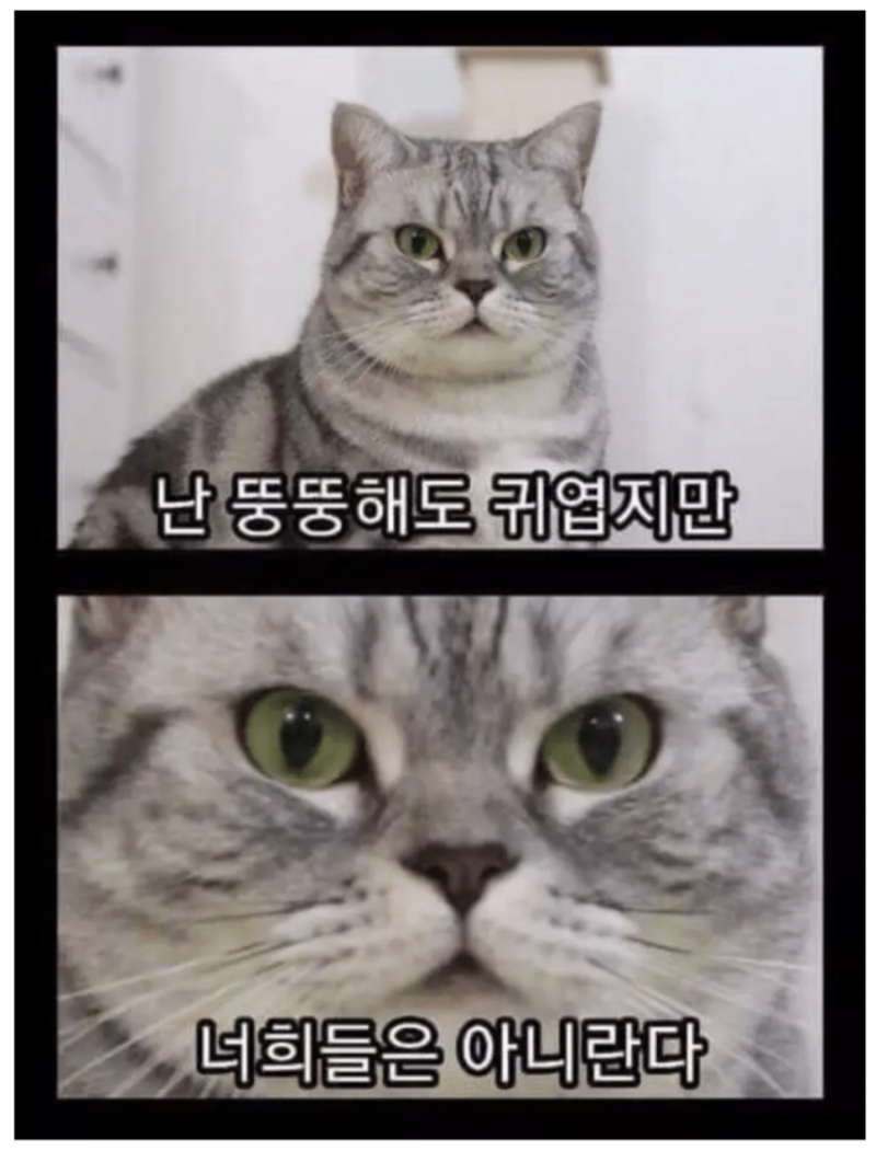 오늘의 유머 웃긴 짤 영상 252편 - 생일 축하합니다 : 네이버 블로그, image size:800x1051