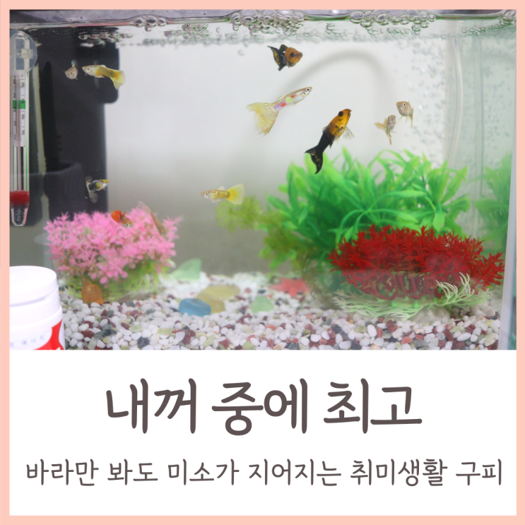  바라만 봐도 미소가 지어지는 물멍취미생활 ; 구피 몰리 새우키우기
