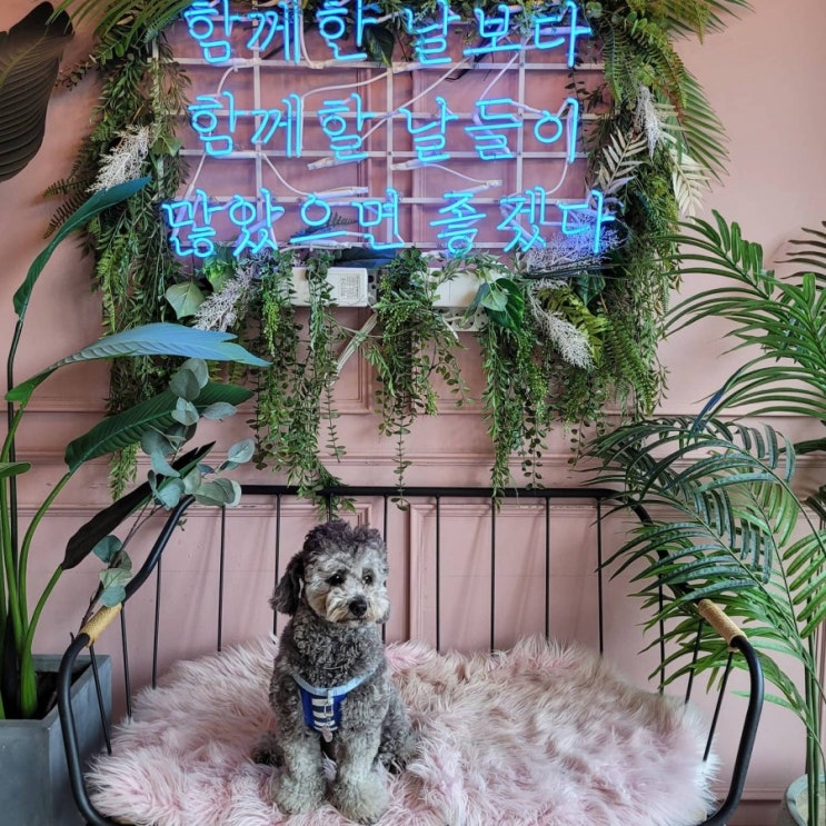  대형 운동장과 수영장이 있는 애견카페히릿 의정부점