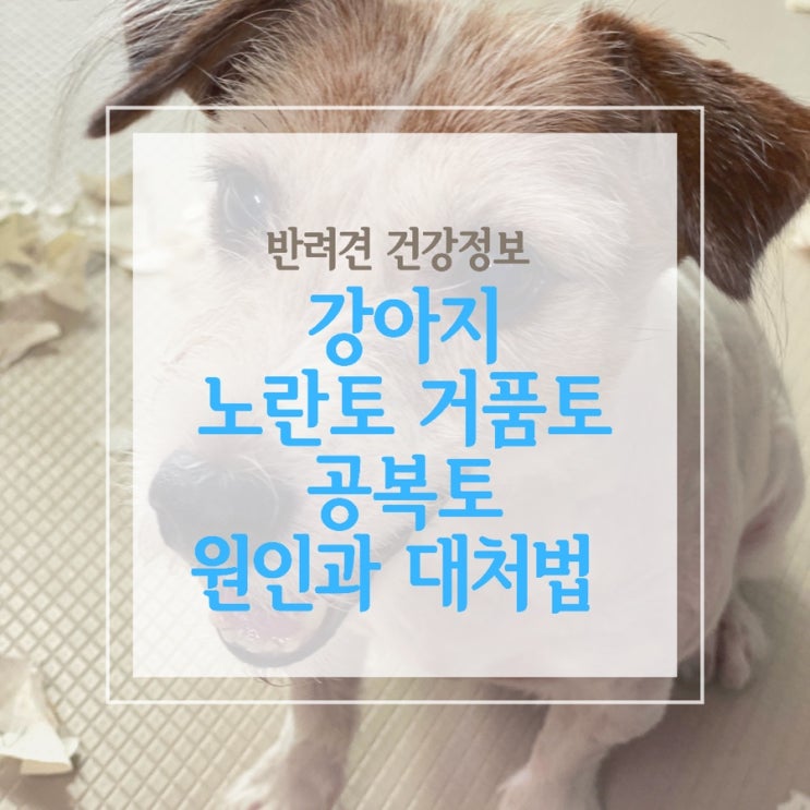  강아지 노란토 거품토 공복토 원인과 대처법