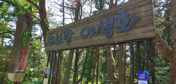  부산 금정구 가볼만 한 곳 허브랑 야생화 편백숲속 차한잔