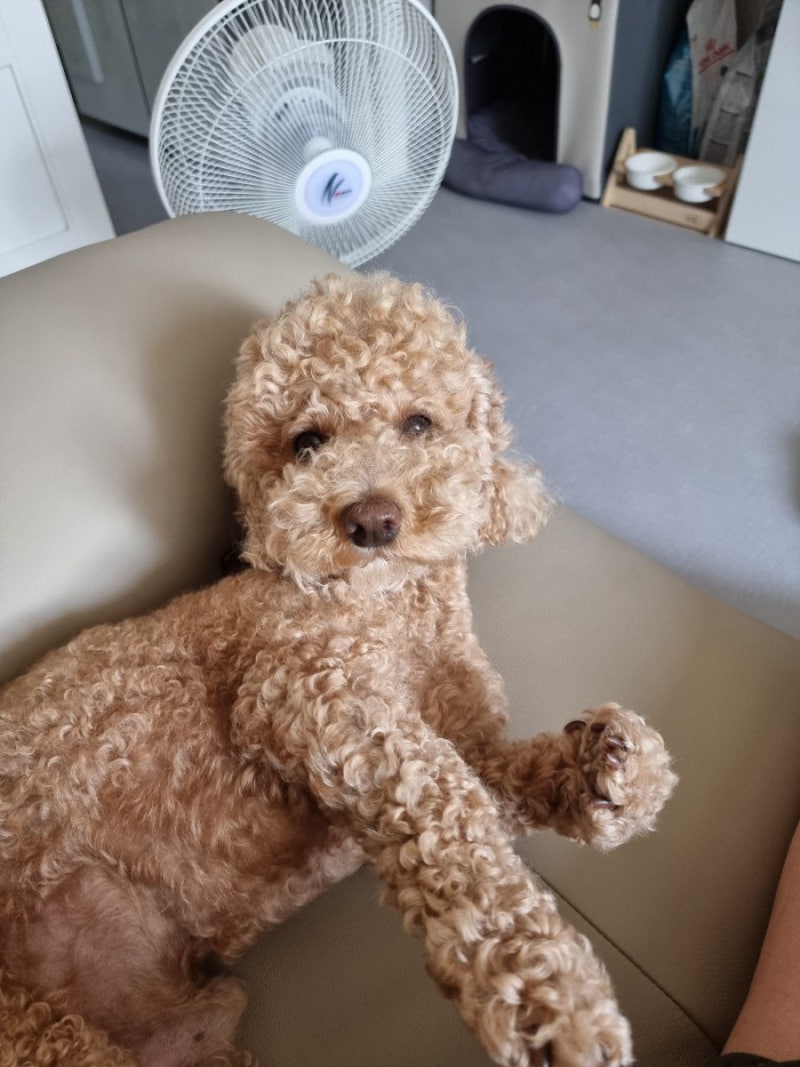 [밀크펫살롱] 서울 동작구 대방동 고양이 무마취 미용