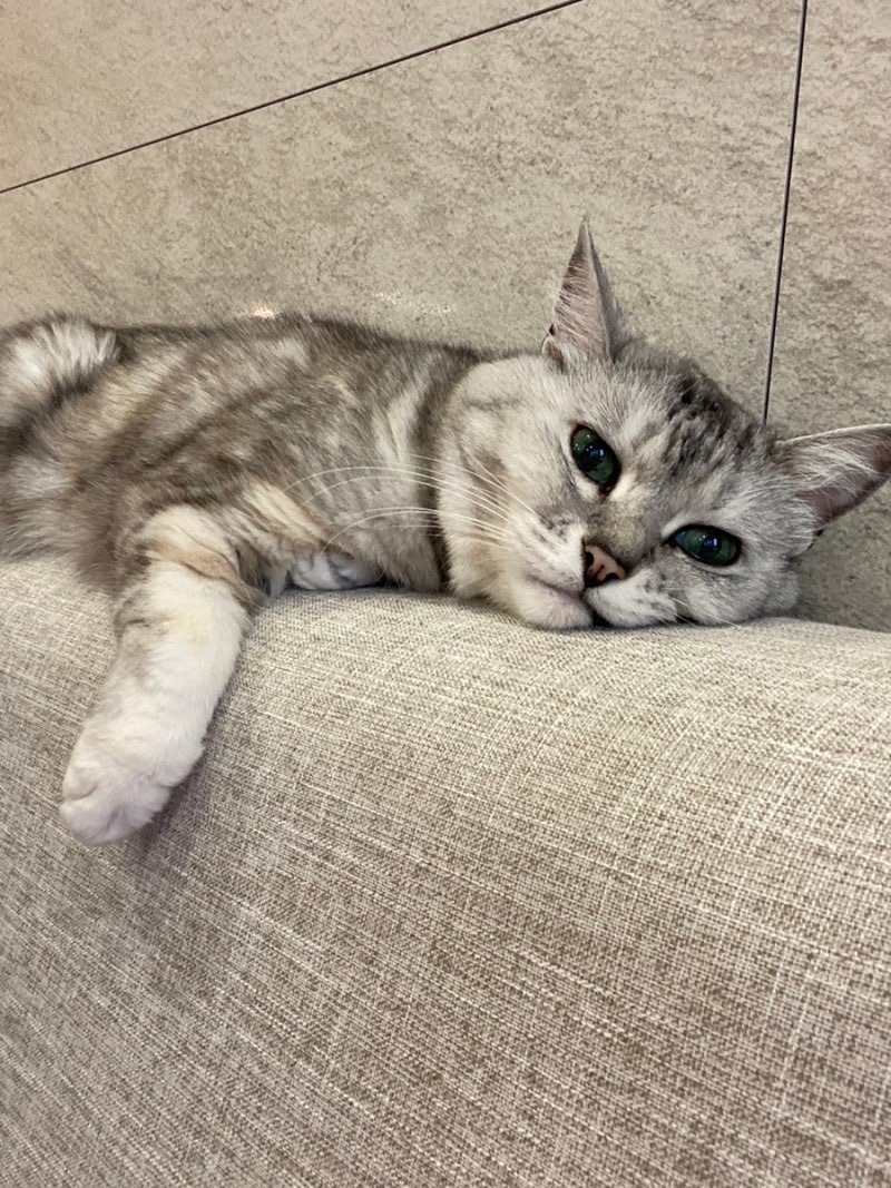 만약 길에서 아기 고양이를 데려오게 된다면... (집사 20년차가 말하는 잡담 ) : 네이버 블로그, image size:800x1067