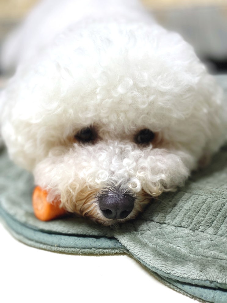  7월 11일 오늘 일기, 기분 좋은 낮잠
