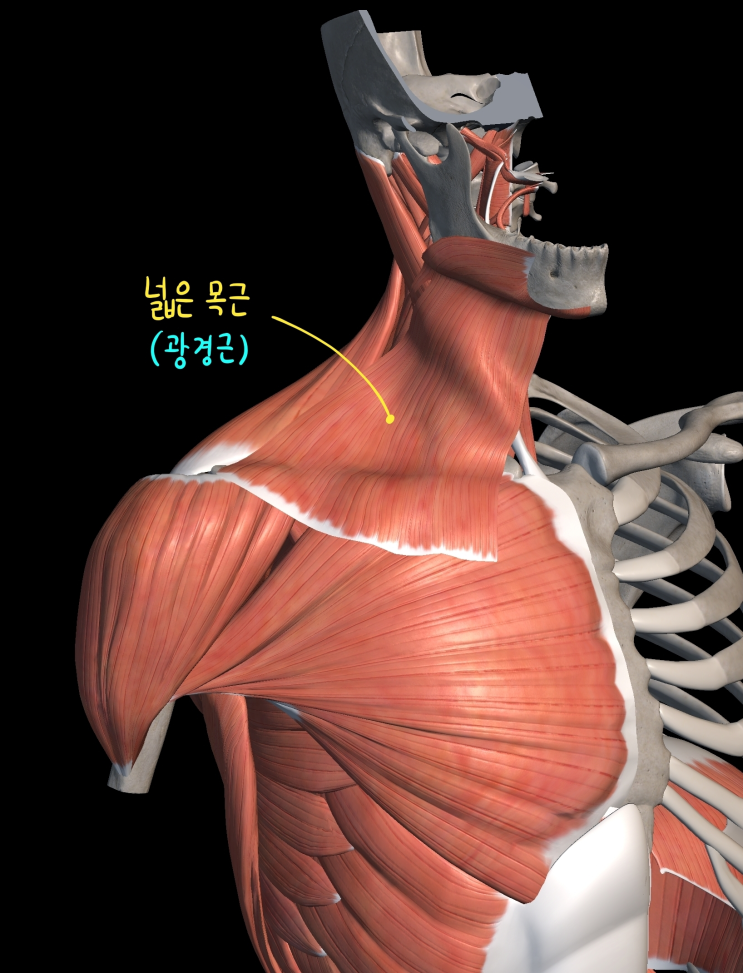  [목 근육] 넓은 목근
