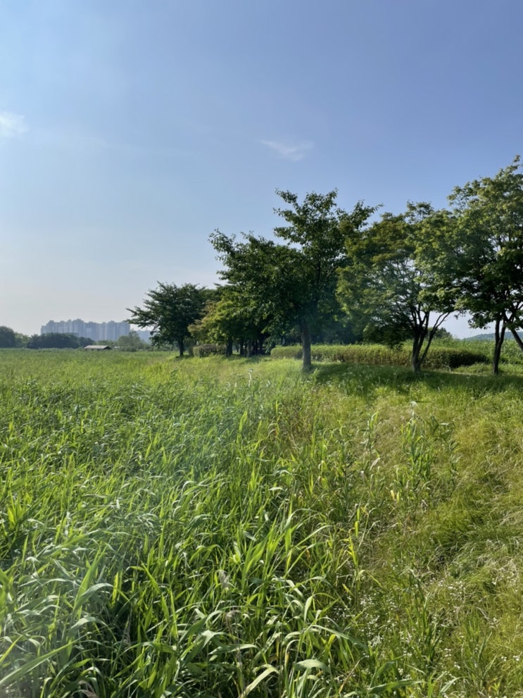  안산 갈대습지공원 여전히 좋아