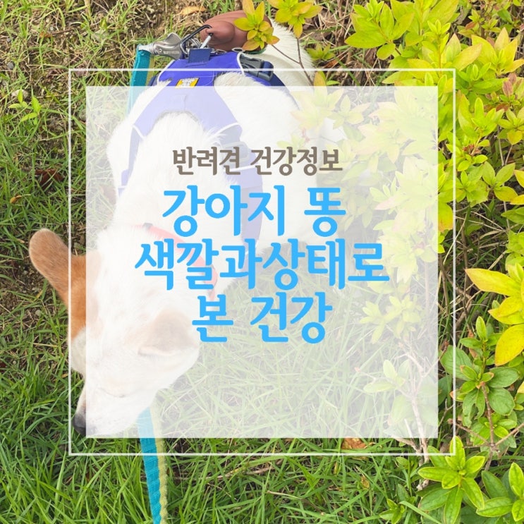  강아지 똥 색깔과 상태로 본 건강
