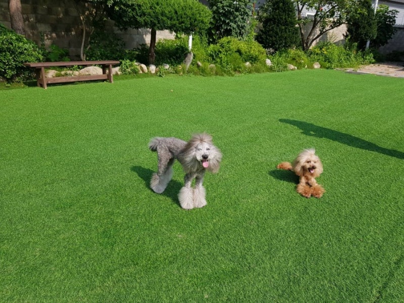 삐삐라떼
