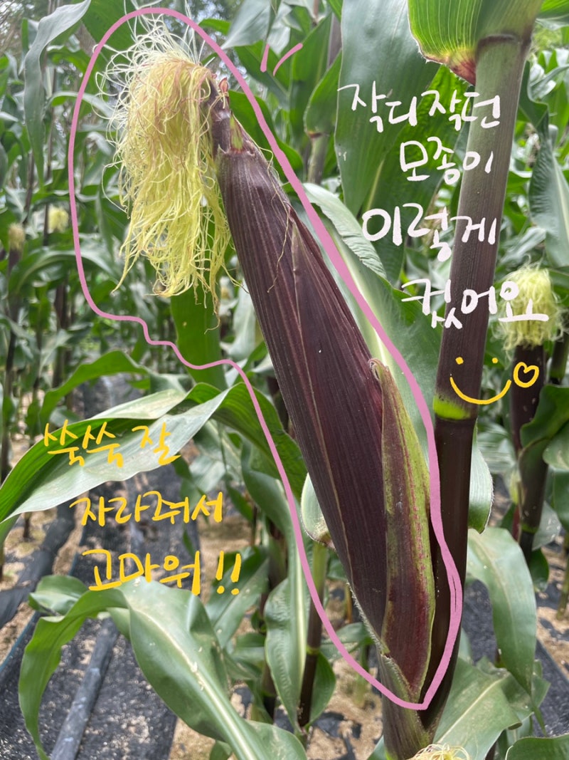 농장일기 4탄 - 피땀의 결실 /블랙베리옥수수/블랙베리찰옥수수/옥수수성장일기/군위머들농....