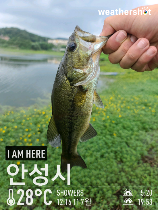  [2021.07.11] 안성 칠곡저수지 배스 루어 낚시 워킹 조행기 (feat. 텍사스리그, 스피너베이트)