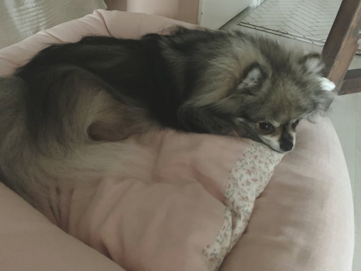  꾸꾸의 일요일 일과