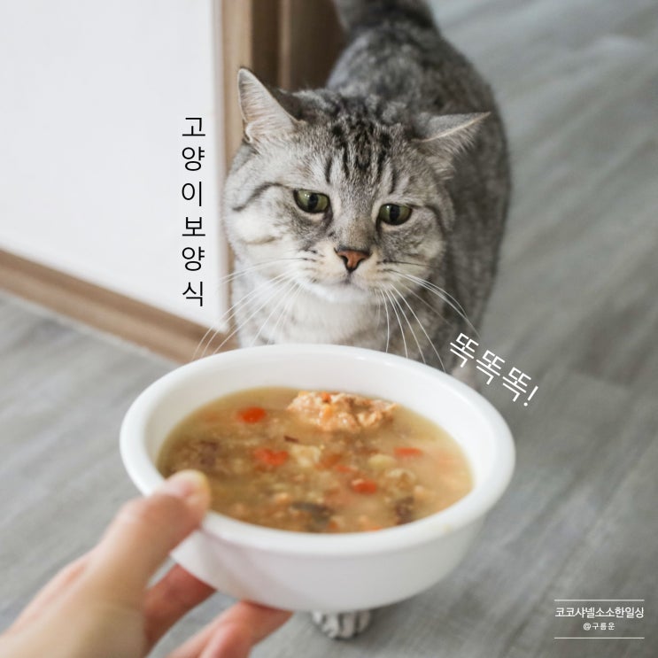  똑똑똑, 복날 반려소반 고양이보양식 배달 왔습니다!