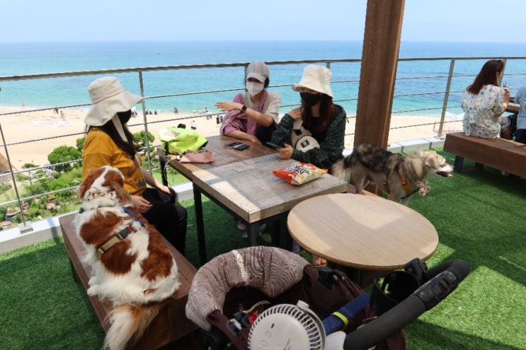  고성 애견동반카페 바다정원 오션뷰 실내외 가능