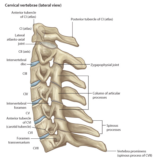 목뼈촉진 방법 / 목뼈의 후방변위