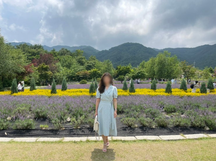  [강원도 고성여행 당일치기] 고성 라벤더 축제, 하늬 라벤더팜 다녀온 후기