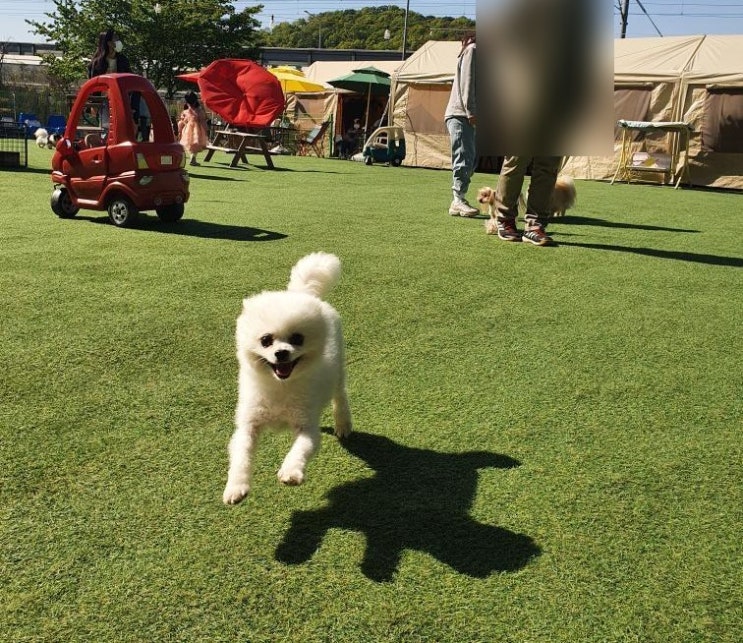 입양 후기. 애견미용샵에 버려졌던 포메라니안 하랑이는 인싸 강아지로 견생역전