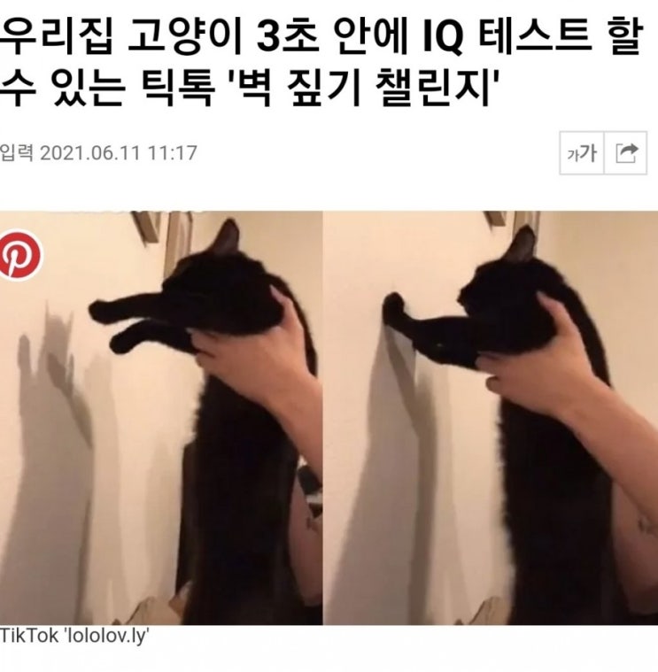  고양이 벽짚기 챌린지로  IQ 테스트 진짜야?