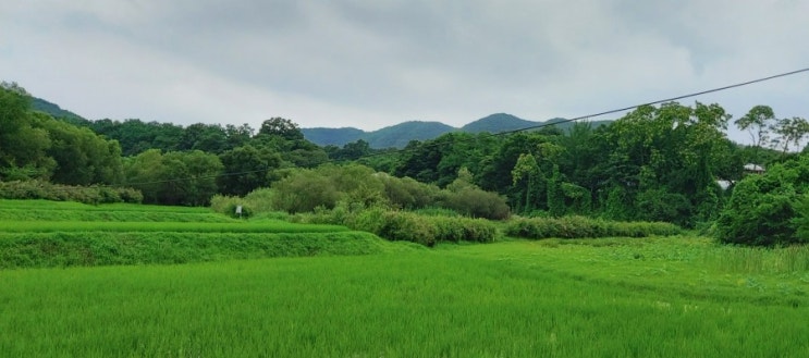 <Gospel S.> 선한목자 되신 우리 주 Saviour,like a shepherd lead us 찬송가569 <Gospel S.> 선한목자 되신 우리 주 Saviour,like a shepherd lead us 찬송가569
