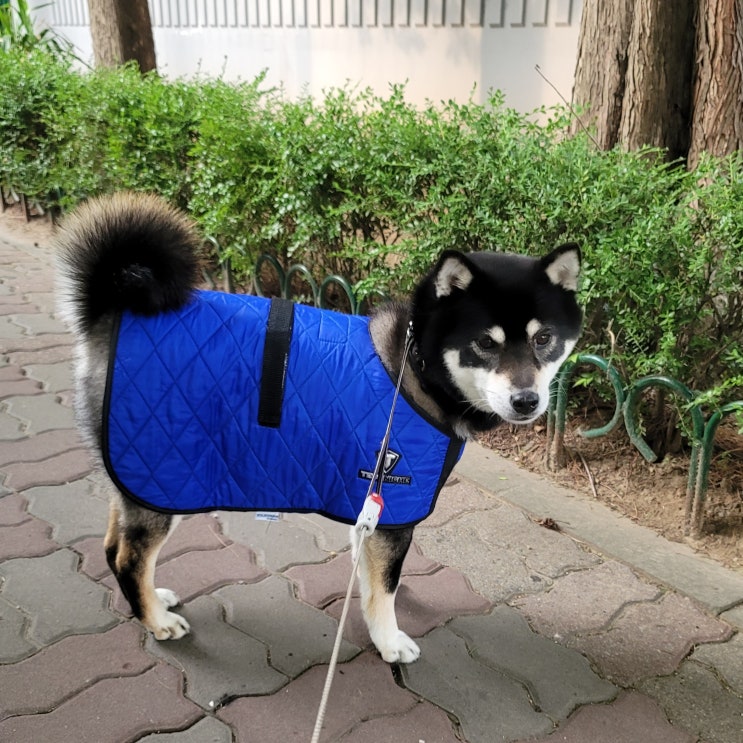  강아지여름나기 테크니쉬 반려견아이스조끼로 시원하개