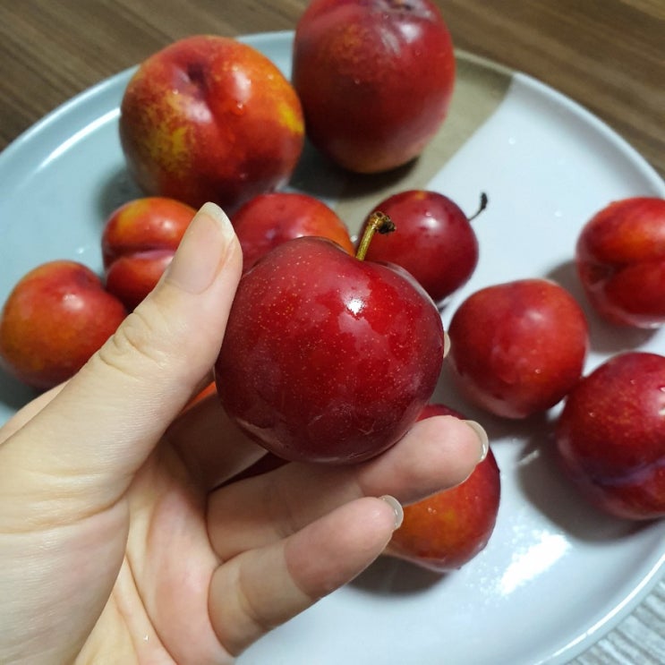 강아지 자두 먹어도 될까 고민이라면 YES! 하지만 주의사항 꼭 알아둬야해요!