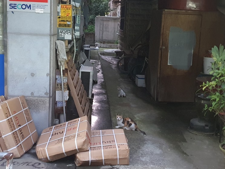  복귀한 안산에서 길냥이들 발견 ^^