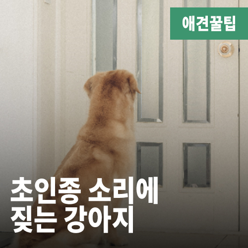  초인종 소리에 짖는 강아지