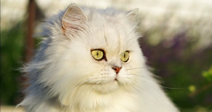페르시안 고양이, 얌전하고 침착한 고양이스러운 고양이 품종(11)