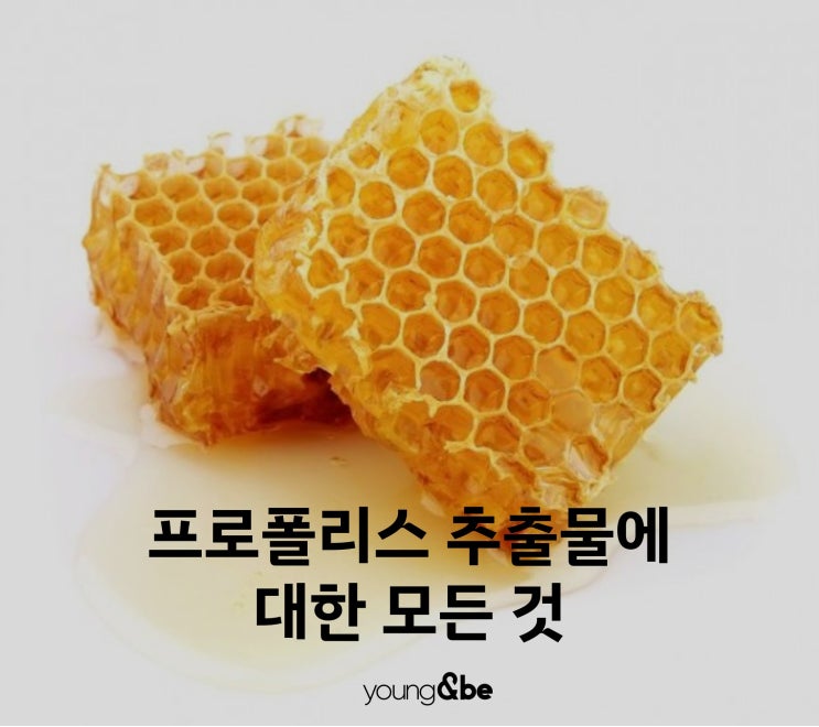  프로폴리스 추출물에는 어떤 효과가?