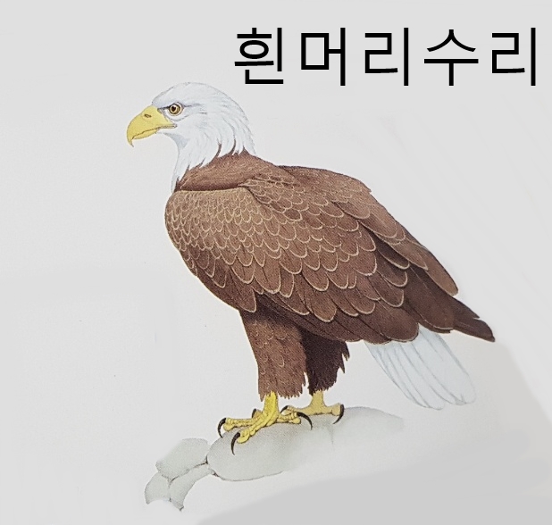  올빼미 울음소리 맹금류 종류 특징 (흰올빼미 말똥가리 참매 검독수리 물수리 뱀잡이수리 황조롱이 흰머리수리 등)