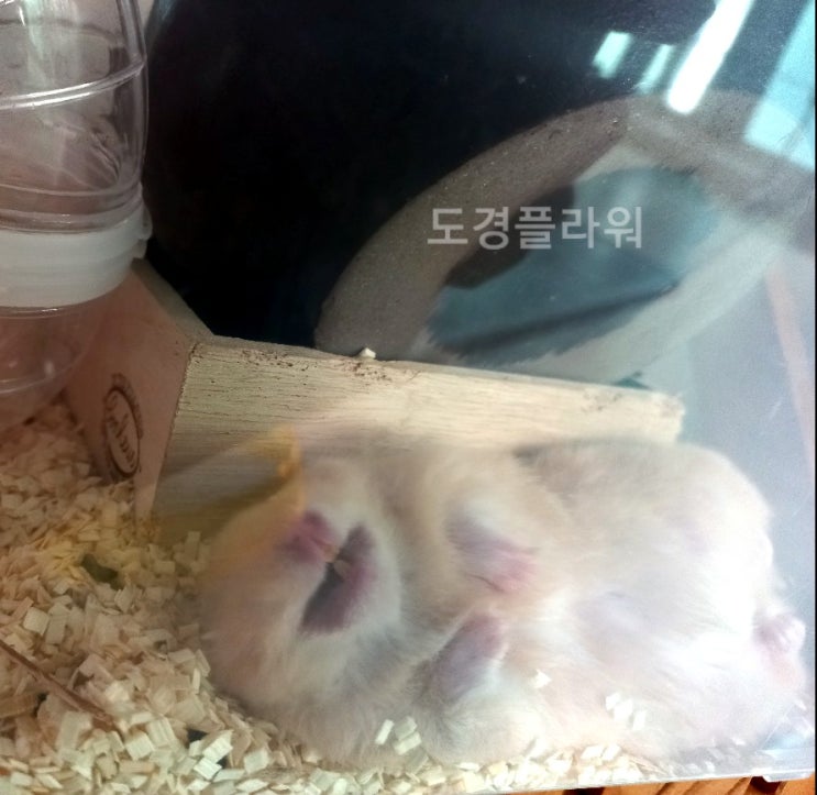  페디그리 햄스터 키우기 은신처에서 안 자는 우리 버터 :)