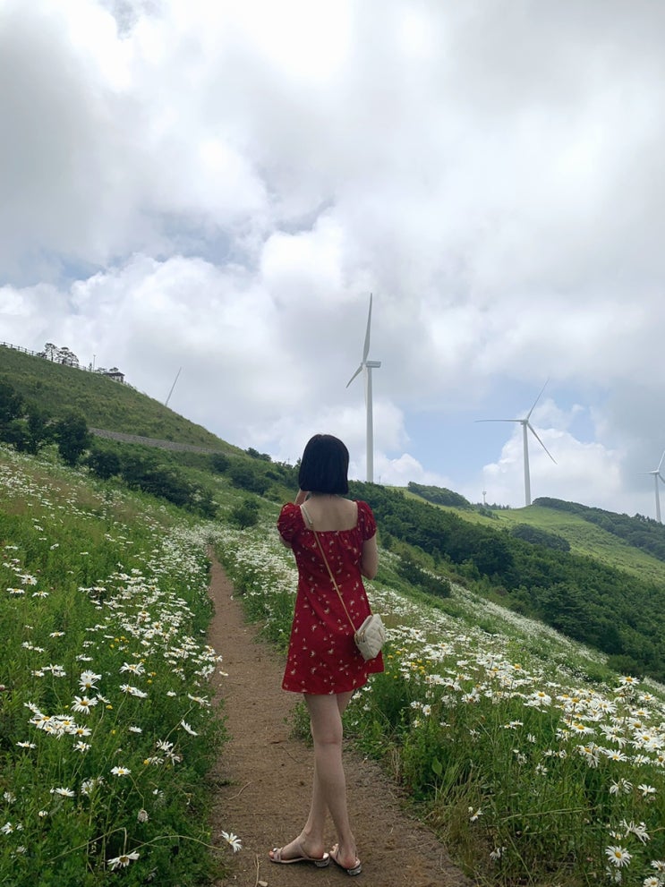  평창 육백마지기 청옥산/샤스타 데이지 후기