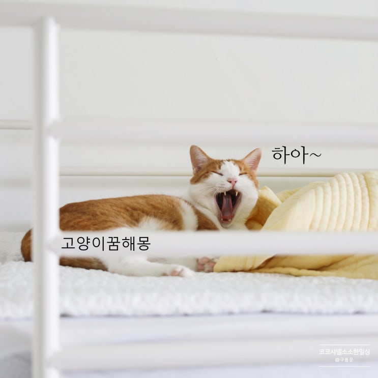  고양이 꿈, 심심풀이로 알아본 14가지 해몽!