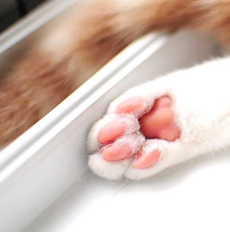 둥이 발바닥에 사는 핑크 곰돌이.