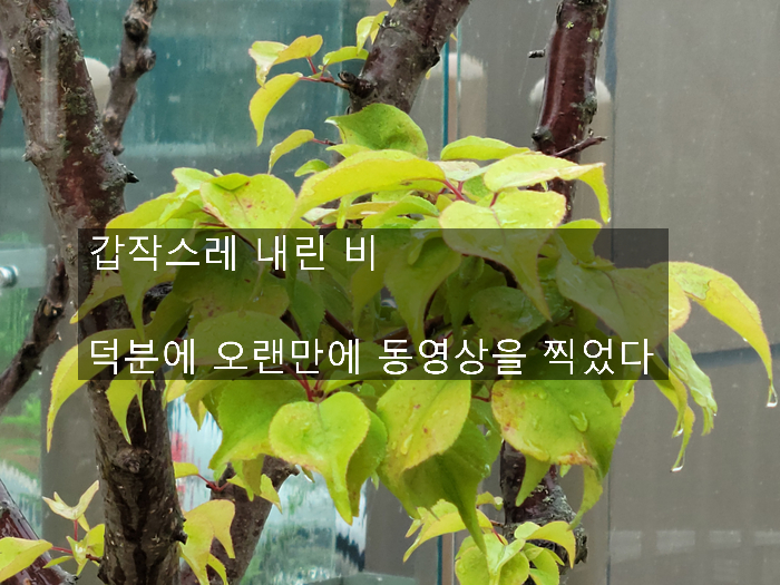  갑자기 내린 비를 피하려 벤치에서 찍은 비 내리는 모습