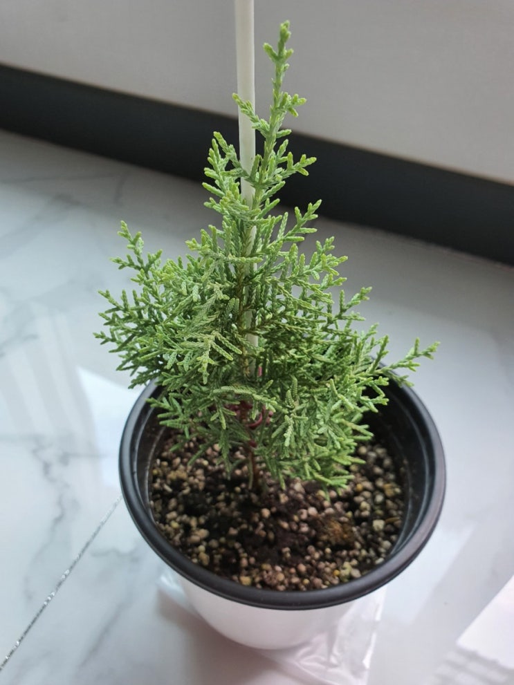  홈가드닝, 측백나무 썰프레아 키우기 How to Grow Cupressus glabra Sulphurea (feat 생명나무농장 카페)