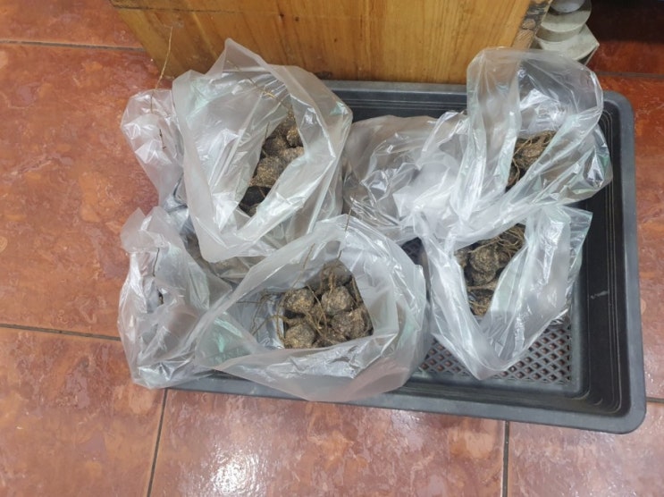 죽은 개가 먹는다 죽은 개가 먹는다