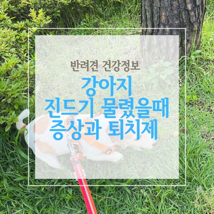  강아지 진드기 물렸을 때 증상과 퇴치제