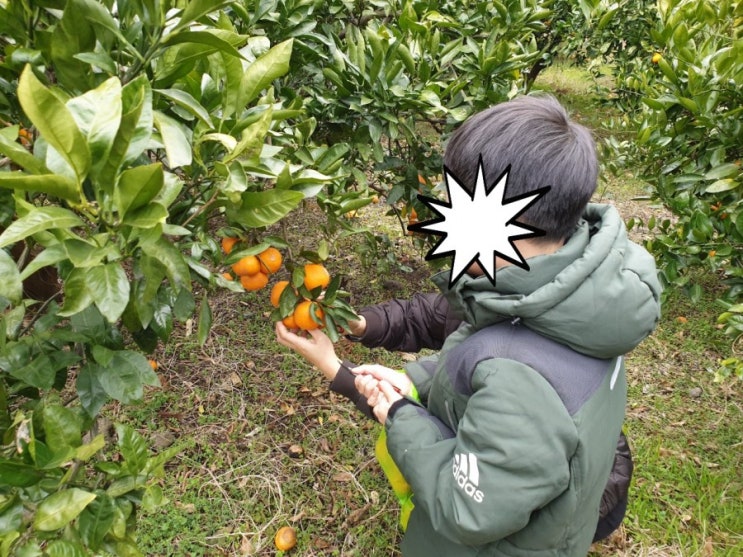 제주도 감귤따기 햄뽁 후기
