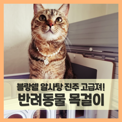 강아지 목걸이 겸 고양이 인식표, 집사와 커플템으로도 딱! (f. 블랑쉘 진주)