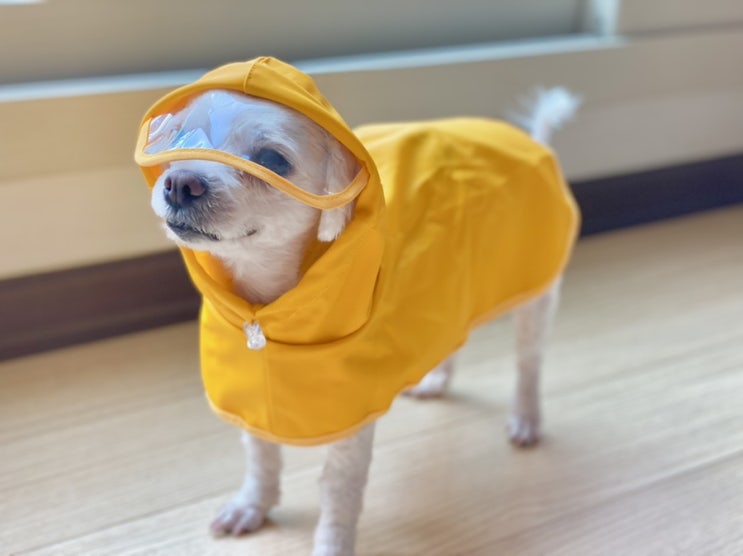  강아지 우비 / 강아지 샤워가운 알리바바 해외배송 해봤어요!