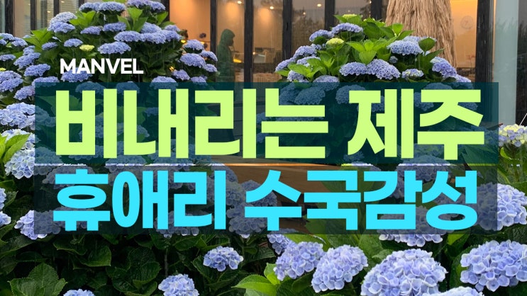  제주 여름여행ㅣ비오는 제주 휴애리 수국감성
