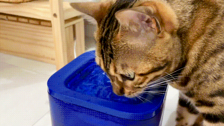 무소음 고양이정수기 펫킷 솔로 스마트정수기로 음수량 해결