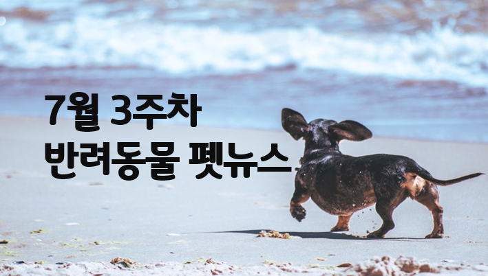 7/3주차 반려동물 뉴스 : 반려동물 치료비 폭탄 맞는 일 없앤다
