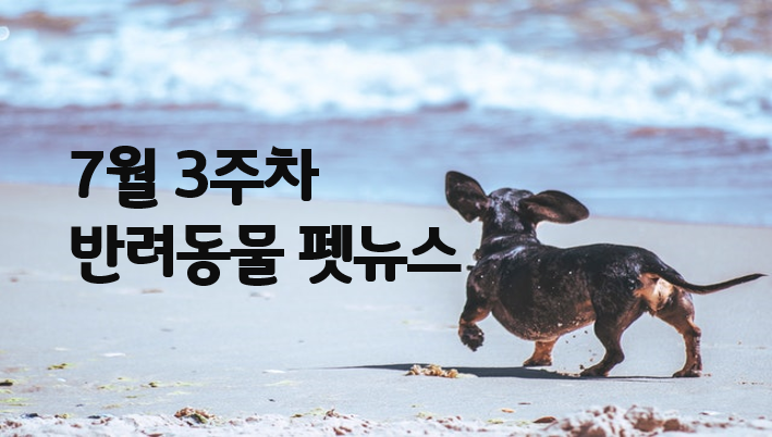  7/3주차 반려동물 뉴스 : 반려동물 치료비 폭탄 맞는 일 없앤다