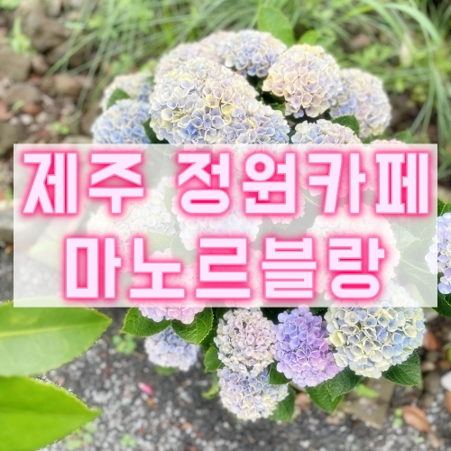  제주 꽃카페 포토존이 많은 마노르블랑