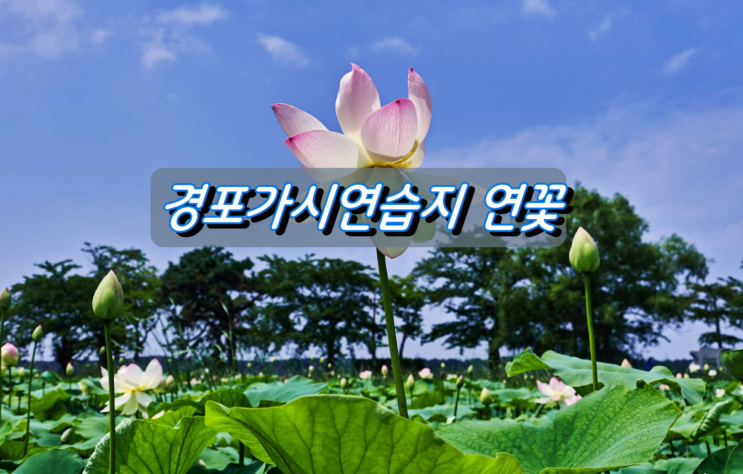 강릉 경포가시연습지 연꽃 나들이 강릉 경포가시연습지 연꽃 나들이