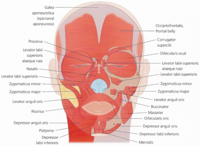 안면근육 Facial muscles