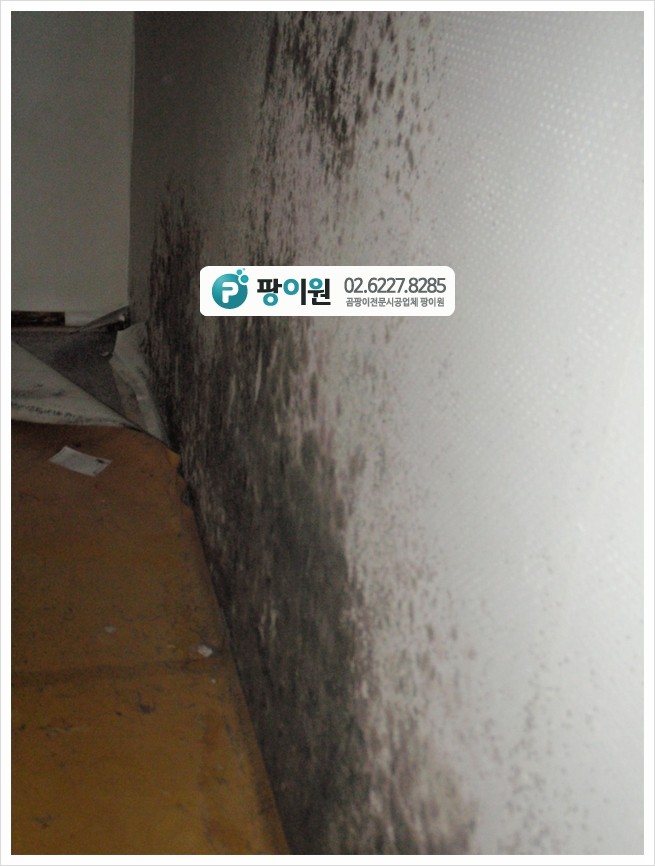 가구 뒤 벽 곰팡이 문제가 있다면?
