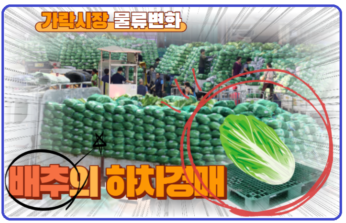  [경매사의 가락시장의 이야기] 올해 겨울부터는 배추가 하차경매가 추진됩니다!
